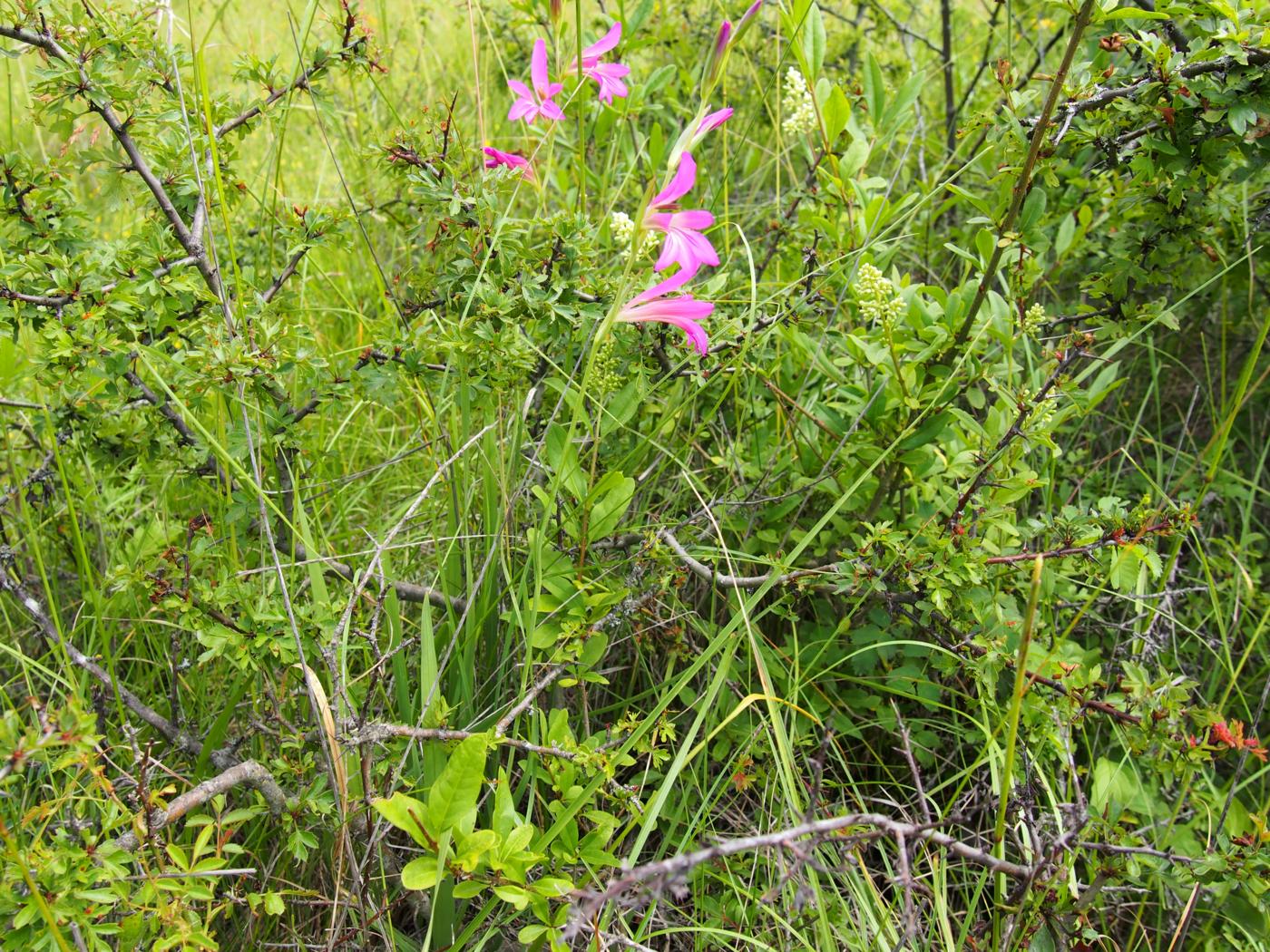 Gladiolus, Corn plant